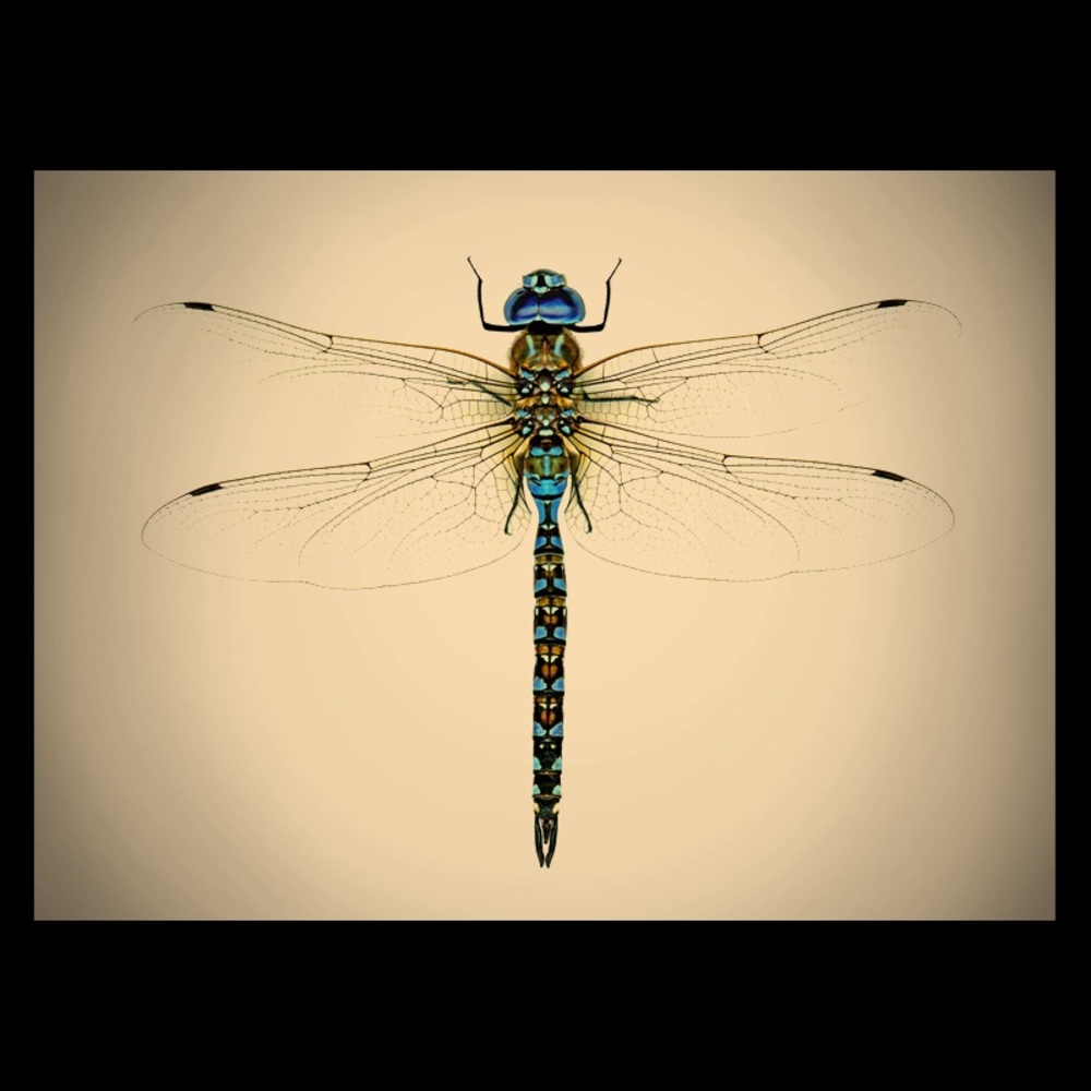 Meet your Posher, Leslie